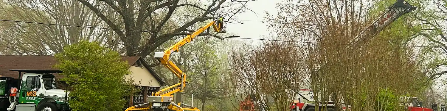5 Signs It's Time to Remove a Tree — Before It Causes Damage